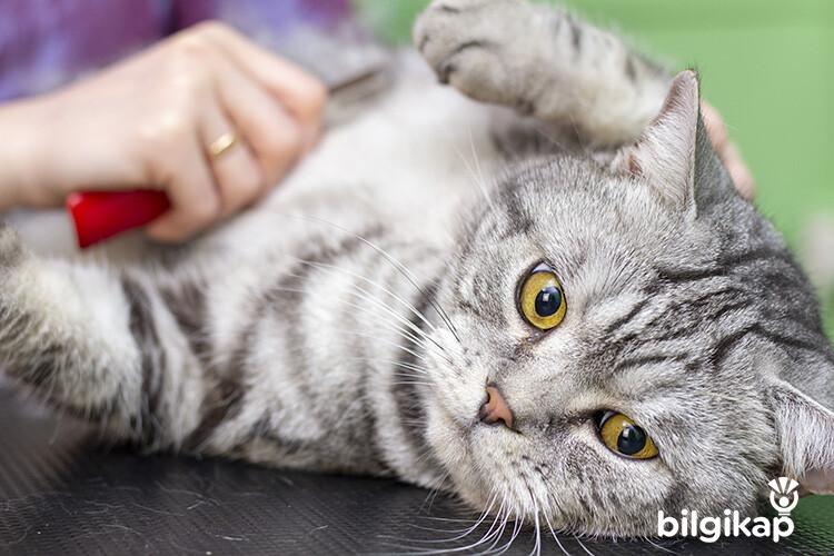 Kedilerin Taranması Neden Gereklidir?  Evcil Hayvanlar Kedi Bakımı